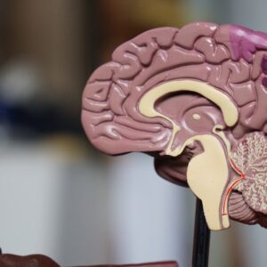 Neuroscience of Decision-Making Understanding the Brain Mechanisms Behind Risk-Taking Behavior